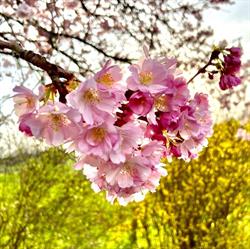 Sakura Lodging, Graven openingstijden