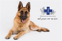 Dierenartsenpraktijk Vanhaste, Vichte openingstijden