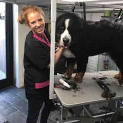 Dog'licious, Lasne-Chapelle-Saint-Lambert openingstijden