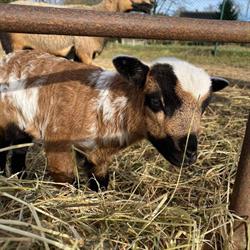 La biquette dans la prairie, Wasseiges openingstijden