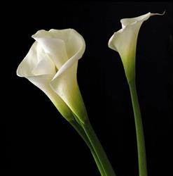 La Calla Flore, Andenne openingstijden