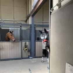Semper Fi Dressage Stables, Weelde openingstijden