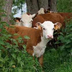 Bioboerderij Hof van Dorset, Lede openingstijden