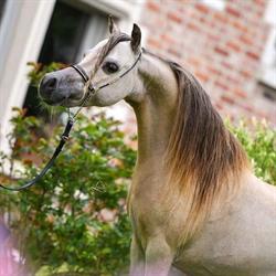 Platton Horse Farm, Huldenberg openingstijden
