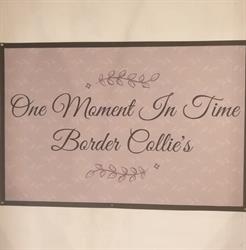 One Moment In Time Border Collie's, Geel openingstijden