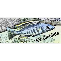 Eric Verbelen Cichlids EVC, Wijgmaal openingstijden