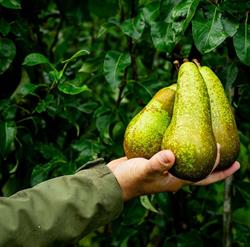 Fruitbedrijf Distelmans, Diest openingstijden