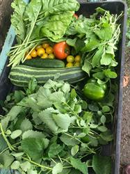 Samentuin - Velt Koekelberg - Potager Collectif, openingstijden
