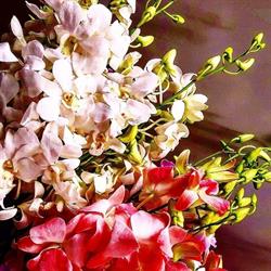 Bloemen Ellada, Stabroek openingstijden