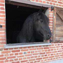 JoyLee Hoeve, Stekene openingstijden