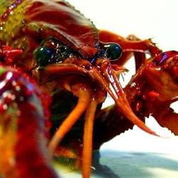 De SmaaK, Broechem openingstijden