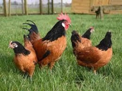 Moerbeeks kippenbedrijf, Moerbeke-Waas openingstijden