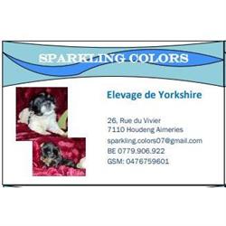 Sparkling Colors- Elevage de Yorkshire & Biewer, La Louvière openingstijden