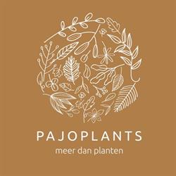Pajoplants Vlezenbeek, Sint-Pieters-Leeuw openingstijden