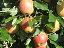 Fruithoeve Devos, Kortemark openingstijden