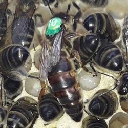 L'Abeille Noire, Amay openingstijden