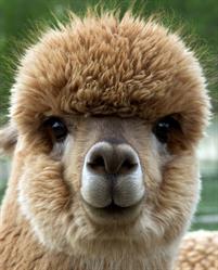Alpaca Vlaanderen, Oudenaarde openingstijden