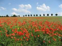 gîte les Coquelicots, Quiévrain openingstijden