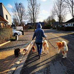 Pension canine familiale de Belgrade "Namur", openingstijden