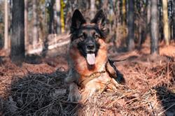 Shepherd Dog Foods, Sleidinge openingstijden