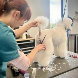 White Bubbles Hondentrimsalon, Zoutleeuw openingstijden