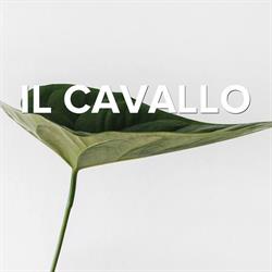 Il Cavallo, Merelbeke openingstijden