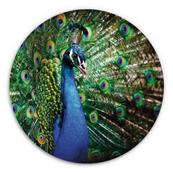 The Peacock Treatment, Aarschot openingstijden