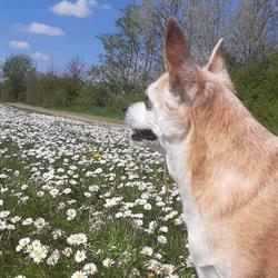 Doggycare, Hooglede openingstijden