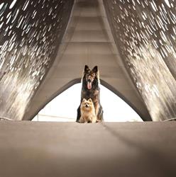 hond in beweging, Kalmthout openingstijden