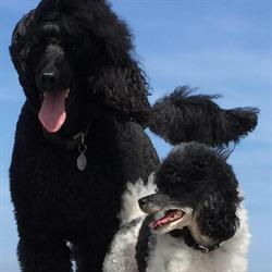 Dog-Model, Eigenbrakel openingstijden