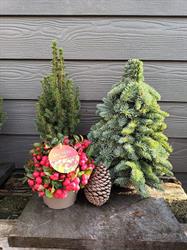 Kerstbomen Ranst, openingstijden