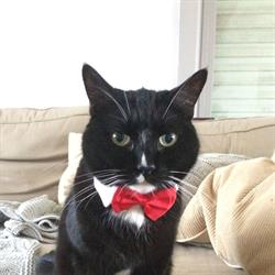 Purrfect vaCATion, Pittem openingstijden