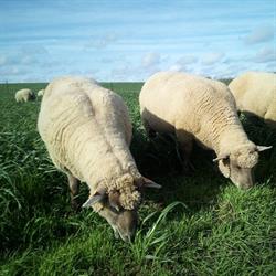 Ferme Schalenbourg Filles, Haneffe openingstijden