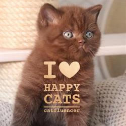 Cattery Ubasti & Happy Whiskers, Webshop & Cat Spa ,Grooming (trimmen van katten), Avelgem openingstijden