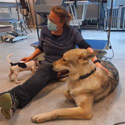 Paws And Balance Dierenfysiotherapie, Zichem openingstijden