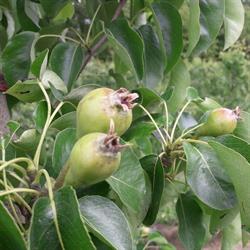 Fruitbedrijf Stockx, Attenrode openingstijden