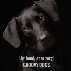 Groovy Dogs Hondenspeciaalzaak, Frasnes-lez-Anvaing openingstijden
