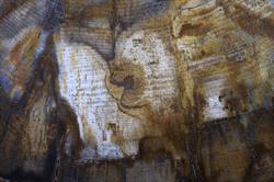 artfossil - versteend hout uit Arizona, Izegem openingstijden