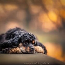 Mava Fotografie, Bree openingstijden