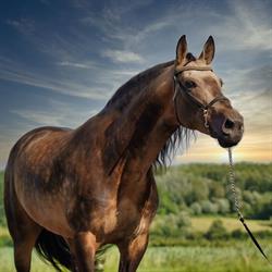 Troyan Stables, Heuvelland openingstijden