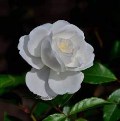 Coeur de Fleur, Gembloux openingstijden