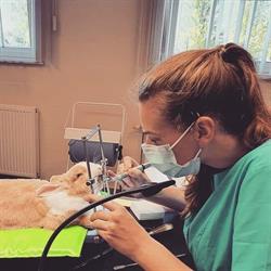 Dierenartspraktijk De Ruyck, Waasmunster openingstijden