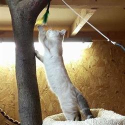 Hotel4Cats, Oud-Turnhout openingstijden