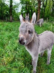 Dierenartsenpraktijk aan de Nete, Lier openingstijden