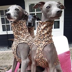 Glamour Dogs, Brecht openingstijden