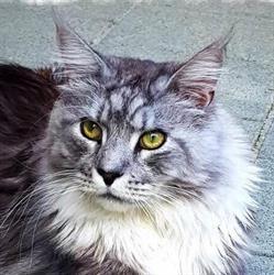 Chatterie de la Gloire des Maines, Clermont-sous-Huy openingstijden