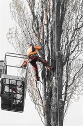 Boomverzorging De Kesel, Zomergem openingstijden