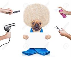 Pets House, Steenput openingstijden