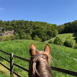 Haras Saint-Roch, Hoei openingstijden