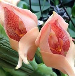 OrchidJacky, Kontich openingstijden